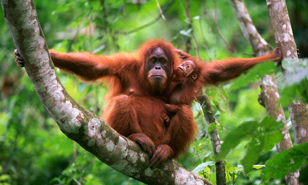 19.-Orangutan-dan-anaknya-Yayasan-Gibbon-Indonesia